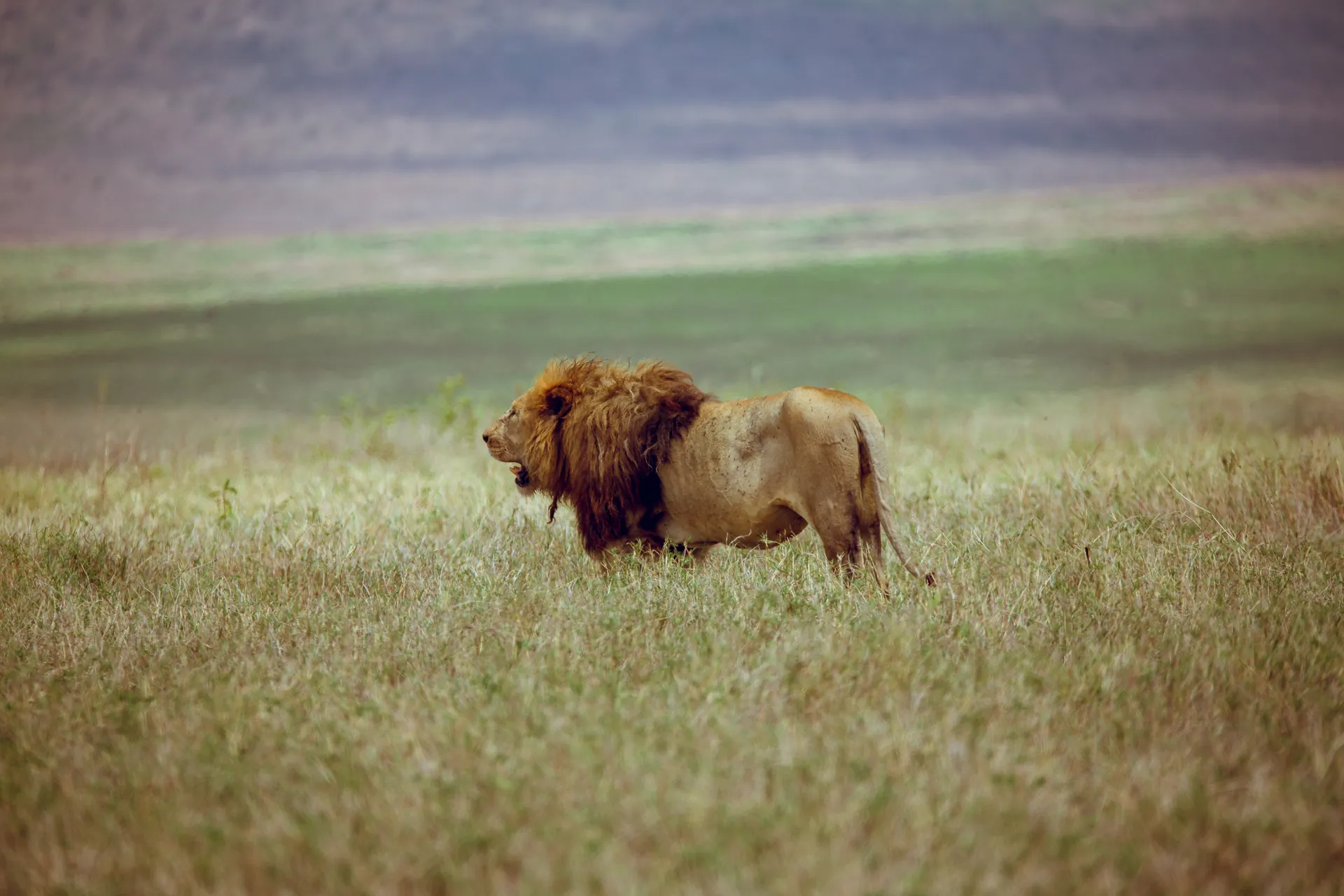 Lion in an East African safari landscape